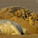 Seal and pup 091206